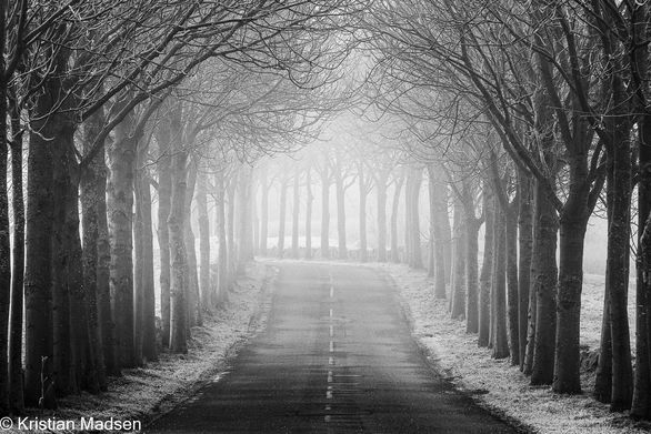 Tree lined avenue - frosty