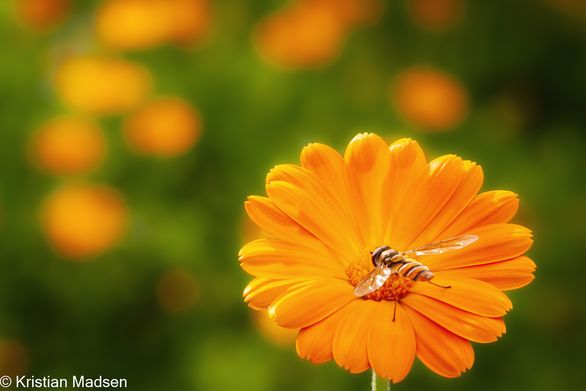 IMG_9303-Edit