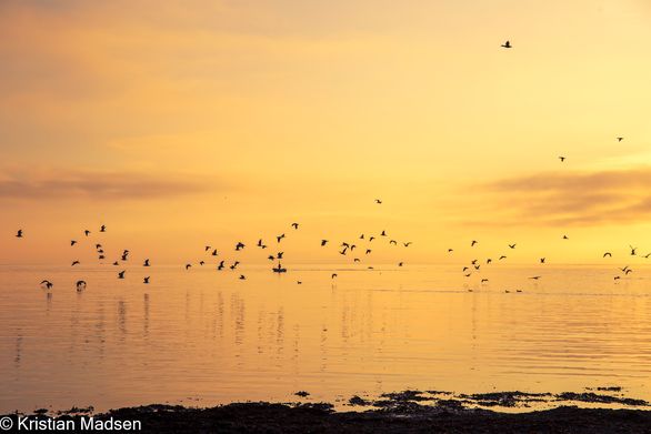 Morning at the Baltic Sea