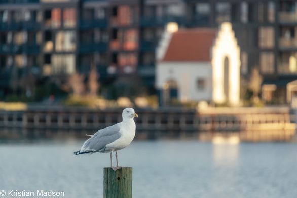 Gull by the harbourfront