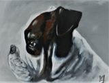 boxer