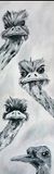 struisvogels