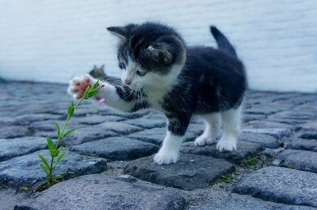 es pequeño, pero puede crecer