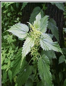 Urtica dioïca