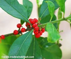 ilex paraguayensis