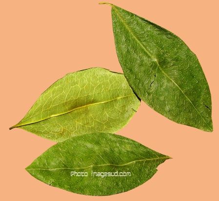 feuille de coca