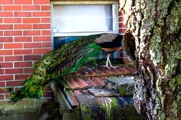 Pfau statt Sau