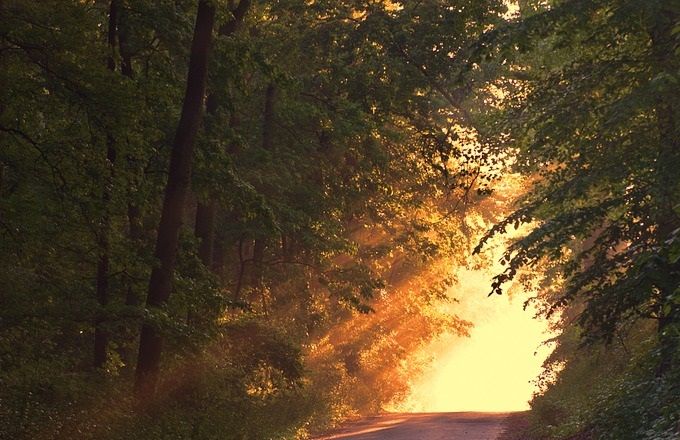 Ombre et Lumière dans la Forêt de notre Inconscient
