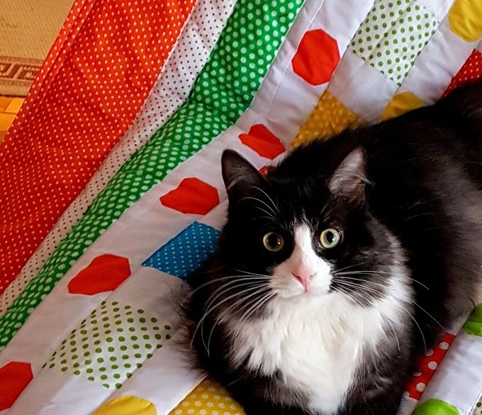 Albert (notre magnifique chat) s'est précipité immédiatement (mais brièvement) sur cette doudou colorée ! Pour les inquiets des poils: pas de problème puisque tout a été brossé énergiquement et que le tissu coton est facile à brosser !  Voir les détails plus bas.