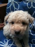  Frode