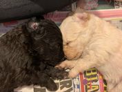 Yin & Yang