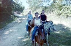 te paard 3