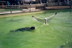 Texel 1998
