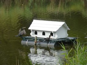 Aalscholver op vogelhuisje