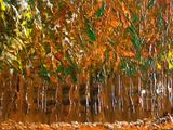 “Autunno nel bosco”