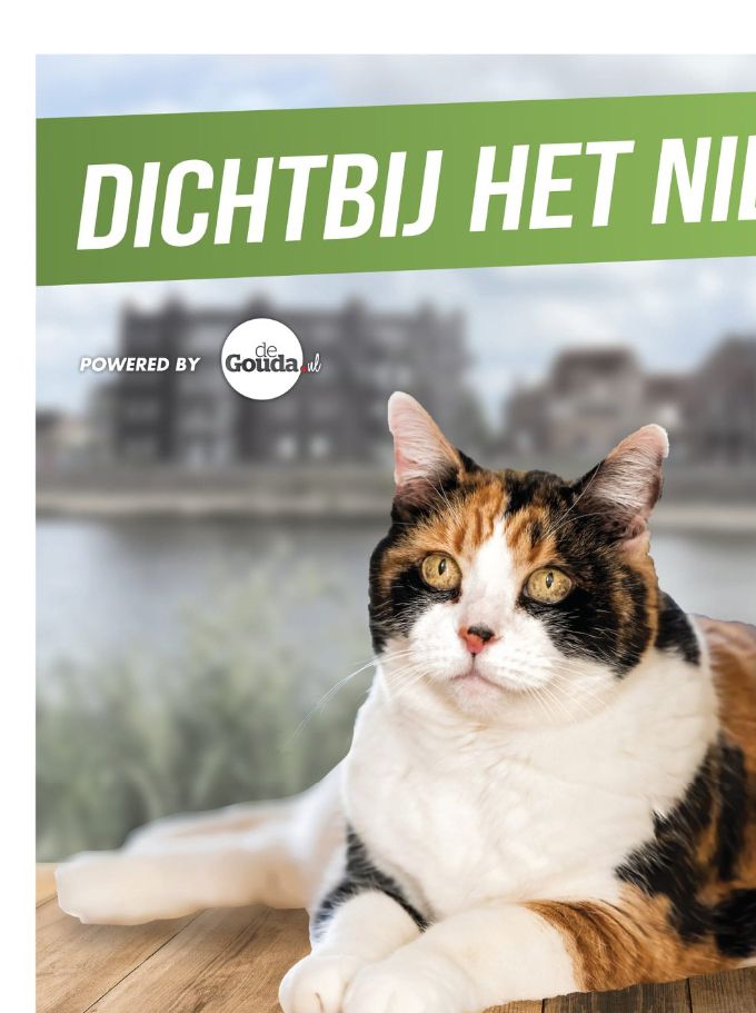 Kat in de Stad verhalenserie