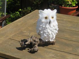Witte Uil in fleece, mei 2019