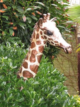 Giraffe , januari 2020