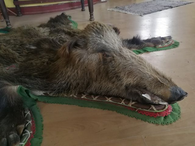 Vaddisznó