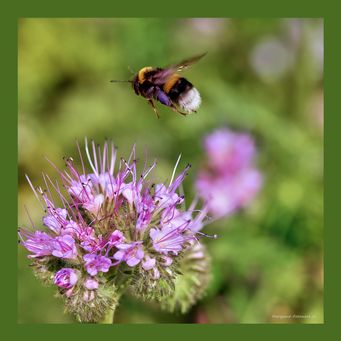 Insekter