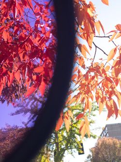 Alex Springer, 14, USA, Contrast in Nature, photo