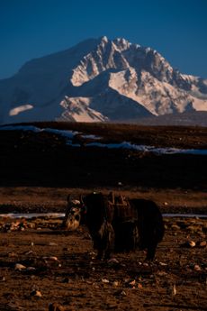 Shishapangma
