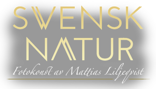 A piece of swedish nature, en bit av den svenska naturen