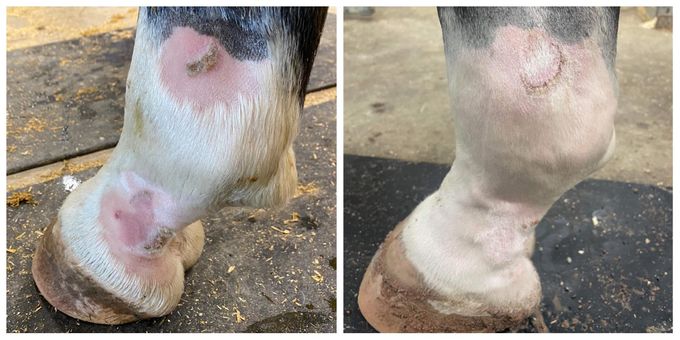 Bildet over viser en hest som har slitt med vaskulitt i nesten 2 år. Sårene ville ikke gro til tross for gjentatte behandlinger fra både veterinær og andre eksperter på området. Etter kun få mnd med regelmessig laserterapi så er det lov å være optimistisk. Denne hesten er fremdeles under behandling, så sluttresultatet er ikke kommet ennå.