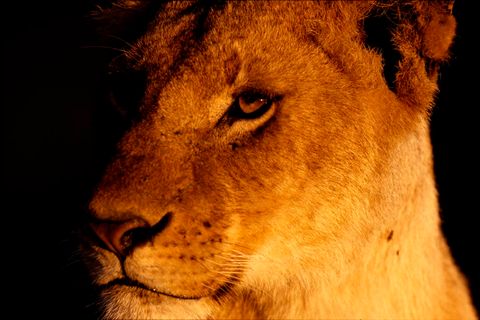 Lion