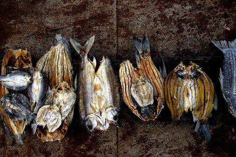 Fish