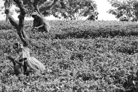HarvestSriLanka