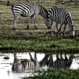 The mirror