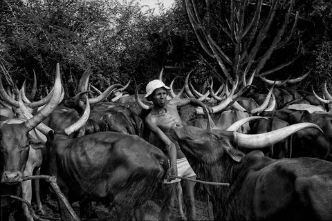 Ankole
