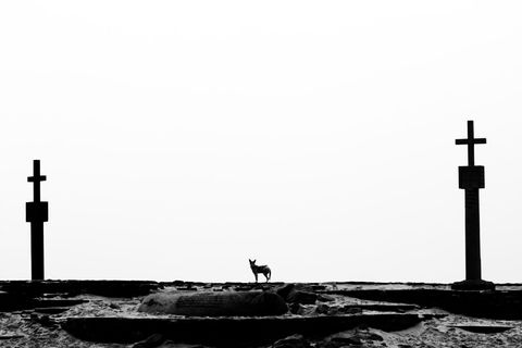 JackalCross