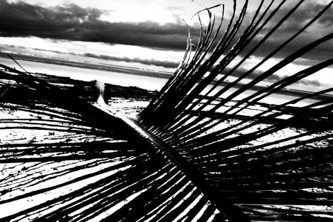 Palm leaf