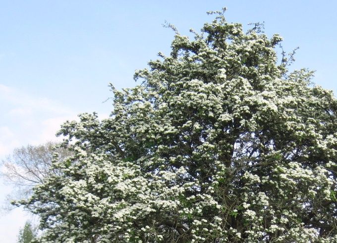 A solitary May-tree in the meadows at Minster Lovell, Oxfordshire (photo Tim Healey)