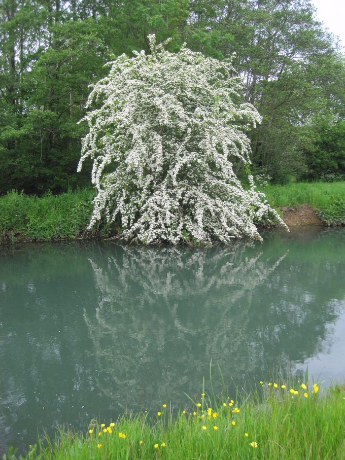 Hawthorn by the River Windrush (photo Tim Healey)