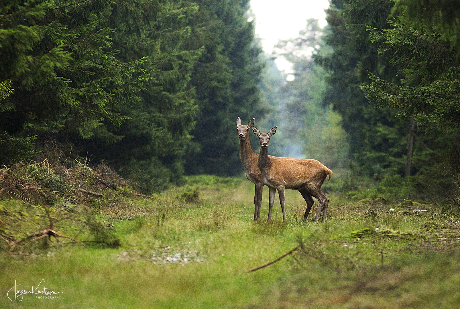 Deer-14
