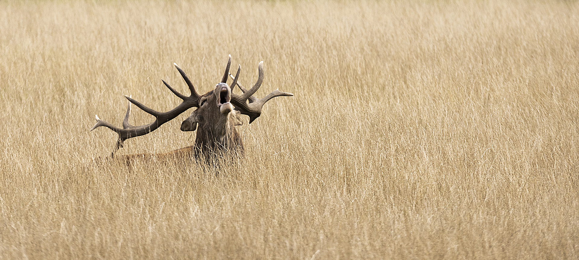 Deer_1827