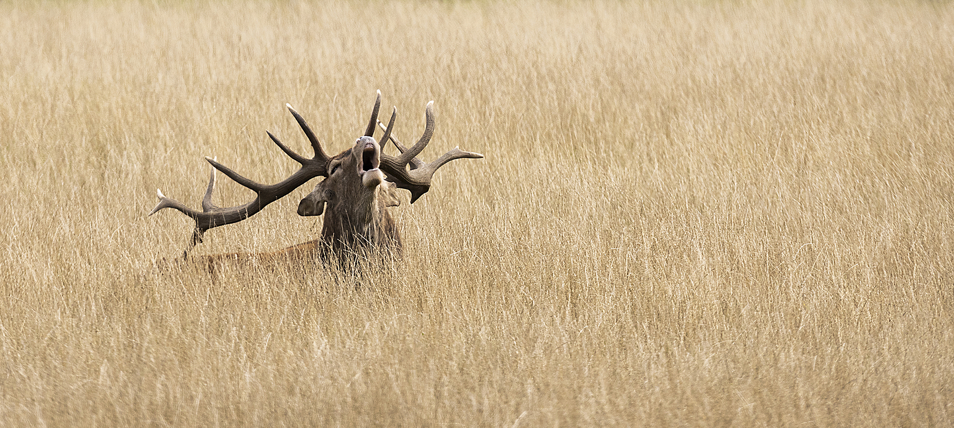 Deer_18y