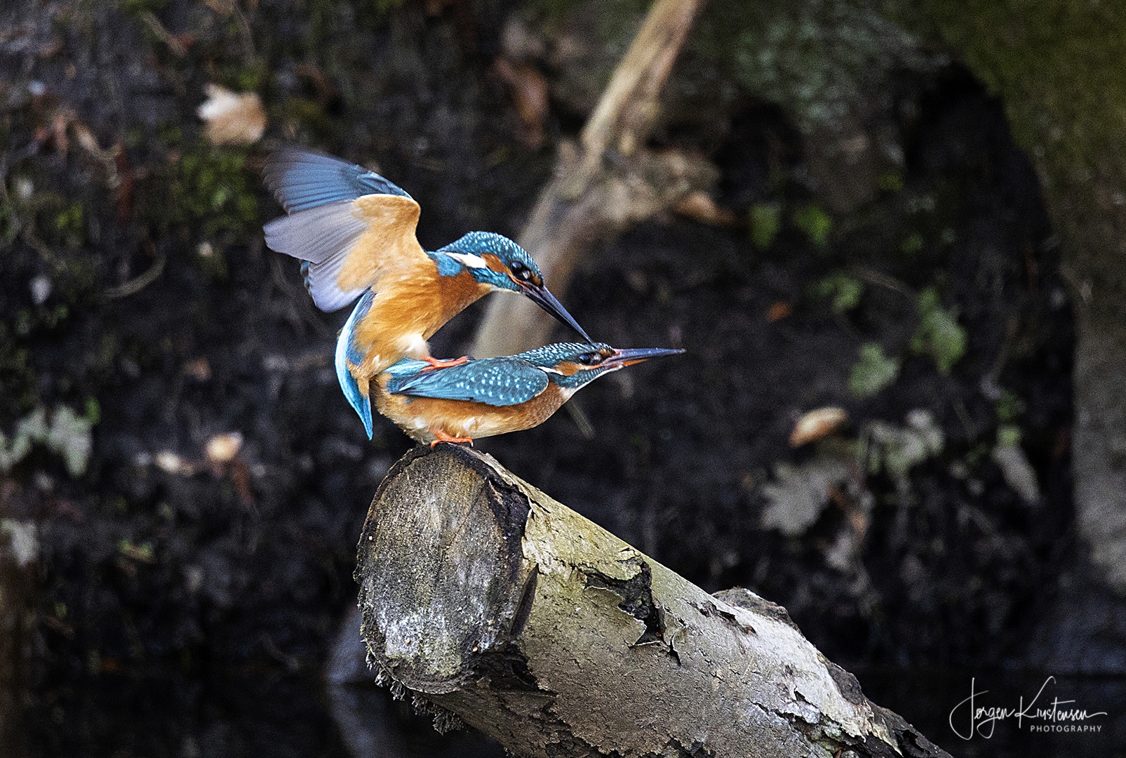 Kingfisher_3c