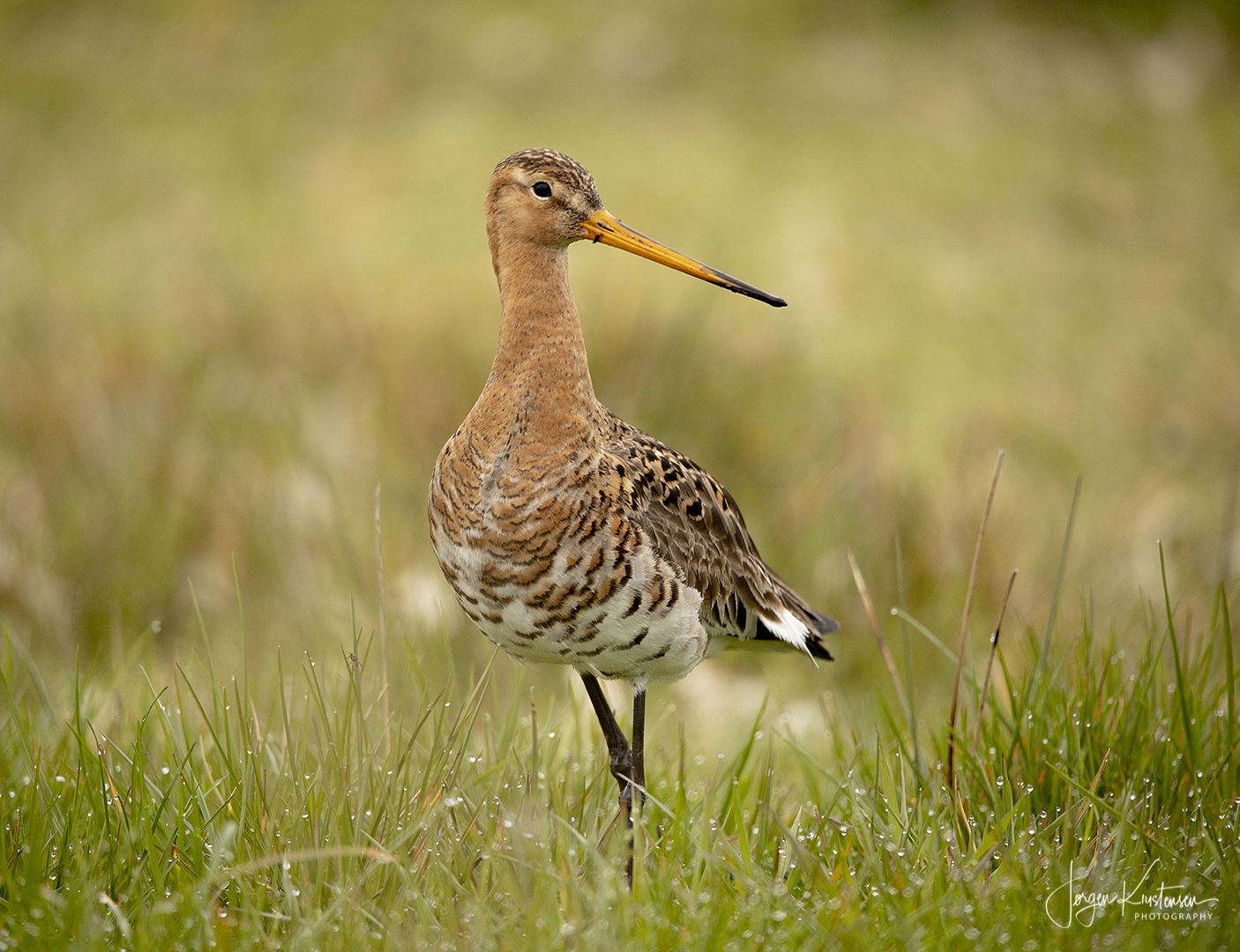 Limosa_Limosa_2m