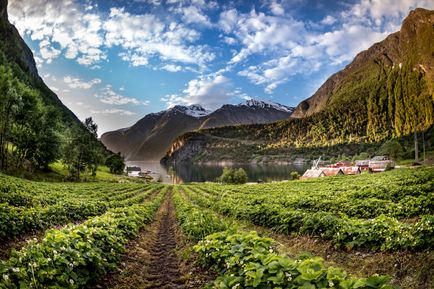 Tafjord