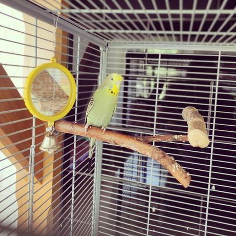 Paco