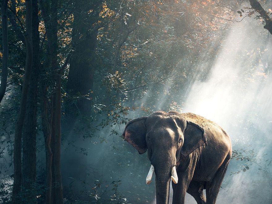 Elephants are my favorite *guyz*...🐘🐘🐘💙🐘💙🐘🐘🐘 (I borrowed this image from Google:  not mine)
