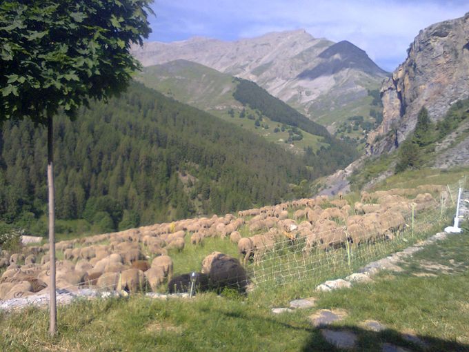 un troupeau en vacances au chalet