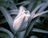 Tulpe