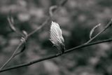 Aufgehende Knospe