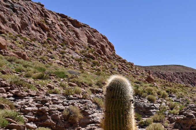 Canyon Guatin