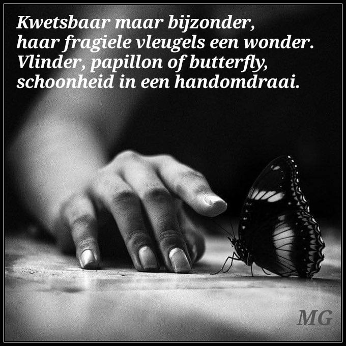 Papillon